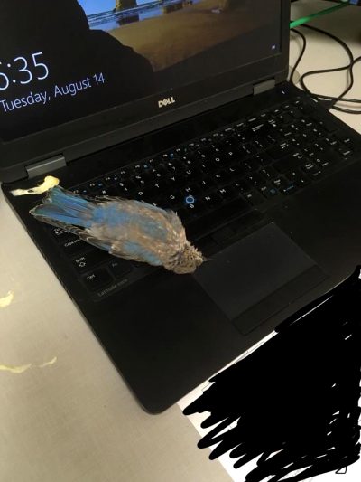 A Bird Flew In My Window, Sh*t On My Laptop, And Decided To Die Right In Front Of Me. How’s Your Day Going?