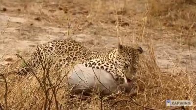 A Clip Of Warthog Getting Attacked By Both A Leopard And Hyena