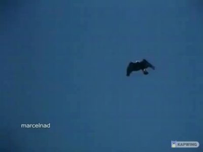 Eagle Grabs And Drops Goat Off A Cliff