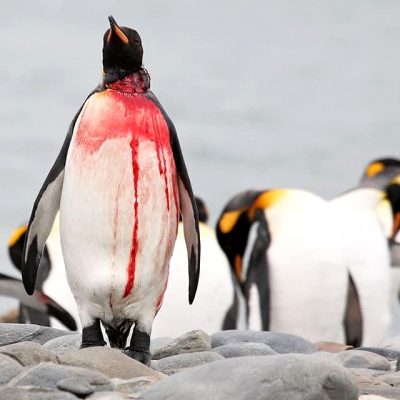 Emperor Penguin Standing Tall, Survives Leopard Seal Attack