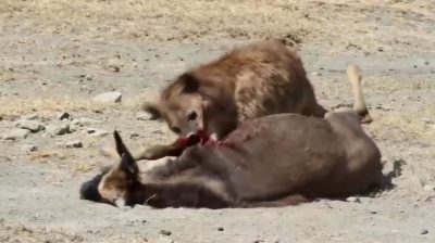 Hyena Eats A Wildebeest Alive
