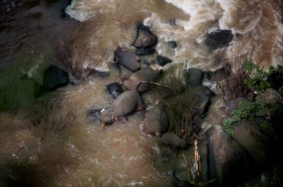 In 2019 At A Notoriously Dangerous Waterfall In Thailand, 6 Elephants Died While Trying To Save Each Other After A Baby Elephant Slipped Over The Edge.