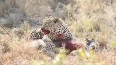 Leopard Eating A Warthog Alive