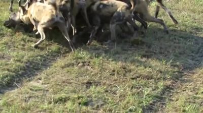 Wild Dogs Eat Warthog Alive