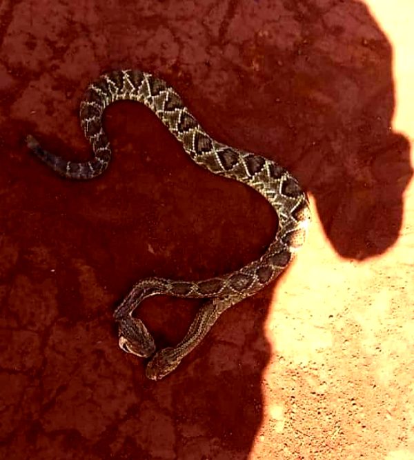 two-headed-rattlesnake-found-in-my-wifes-family-farm-more-info-in-comments_001
